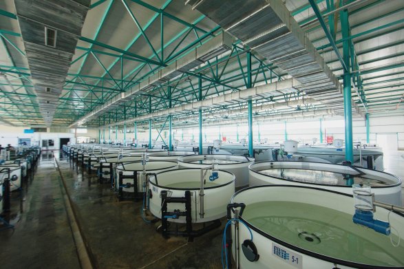 Balık Üretim Fabrikası